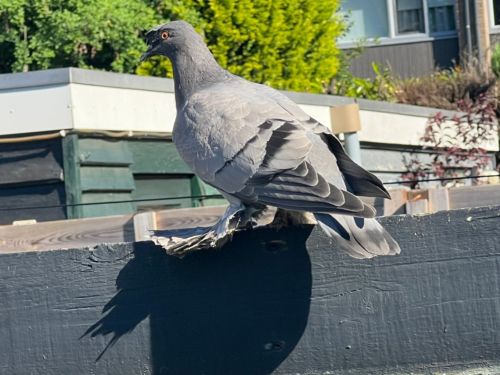 Duiven tekoop ik heb er 9 duiven die ik wil verkopen, Dieren en Toebehoren, Vogels | Duiven, Meerdere dieren, Overige soorten