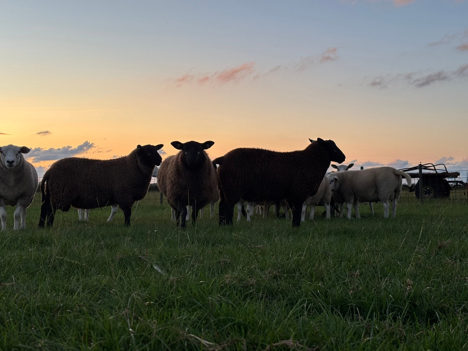 4 hele beste blauwe swifter dekrammen zwoegervrij en ARR/ARR, Dieren en Toebehoren, Mannelijk, Schaap