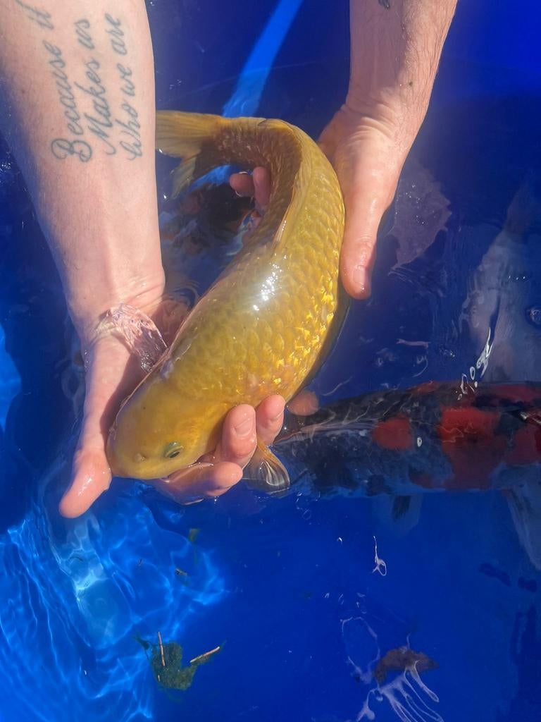 Japanse koi's, Dieren en Toebehoren, Vissen | Vijvervissen, Karper of Koi