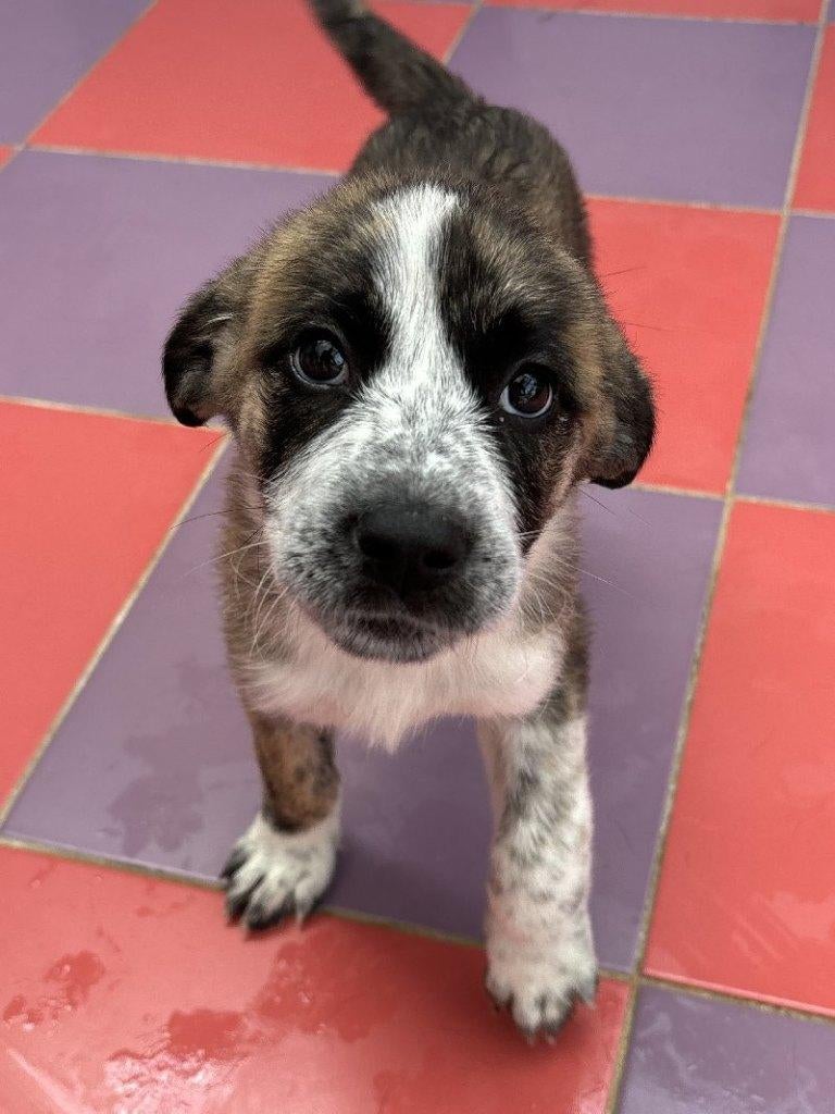ACE: Liyanna is een mooie, toffe kapoen, Particulier, 8 tot 15 weken, Buitenland, Teef