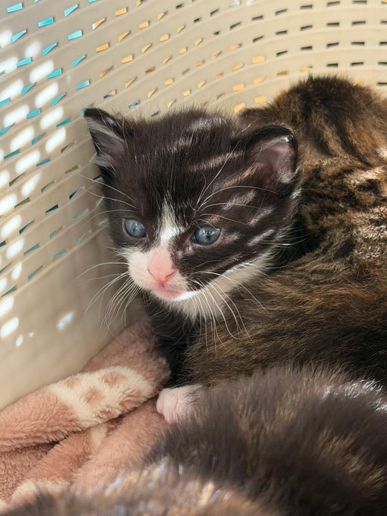 kittens zoeken forever home, Dieren en Toebehoren, Katten en Kittens | Overige Katten, Kater