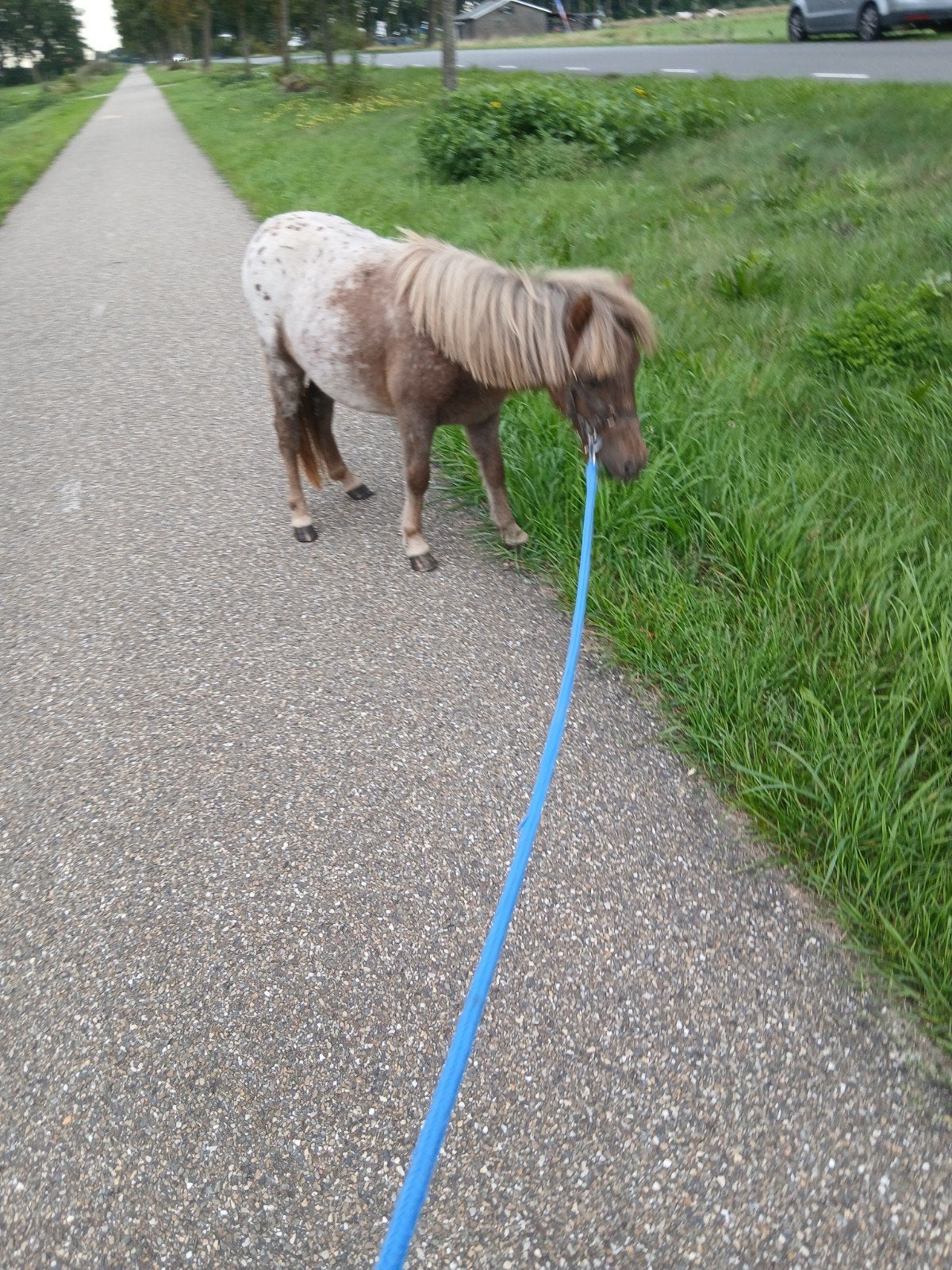 Verzorgers gezocht voor Shetlanders pony's, Dieren en Toebehoren, Ophalen of Verzenden