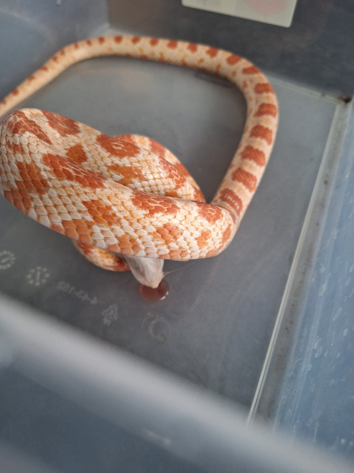 Terrarium compleet met 2 rattenslangen Rat Snake photo 14