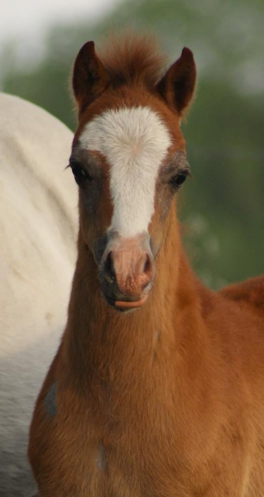 Prachtig welsh A merrieveulen van maart 2026, Merrie, Met stamboom, 0 tot 2 jaar, B pony (1.17m tot 1.27m)