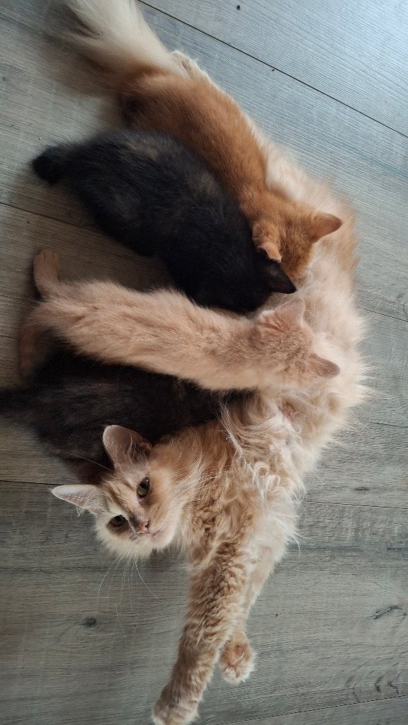 Kruising Main Coon, Meerdere dieren, Kortharig, 0 tot 2 jaar