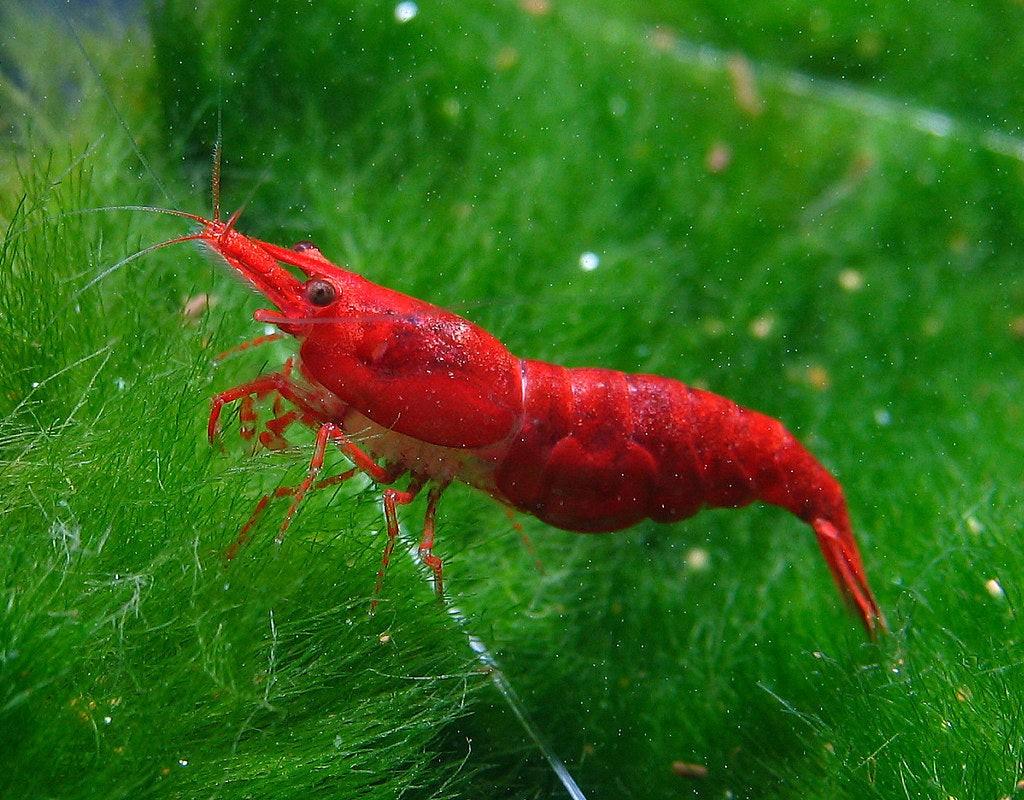 Neocaridina Davidi Sakura Red  Garnaal, Kreeft, Krab of Garnaal