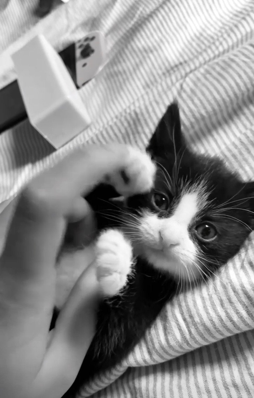 Te koop; Lief kitten (half blauwe rus), Dieren en Toebehoren, Poes