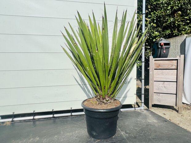Palmboom - Yucca Faxoniana, Ophalen of Verzenden, 100 tot 250 cm, Zomer, Palmboom