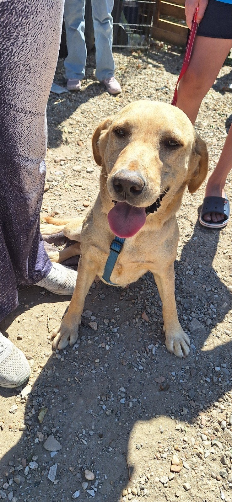 Ter adoptie Blondy, België, Particulier, Teef, Labrador retriever