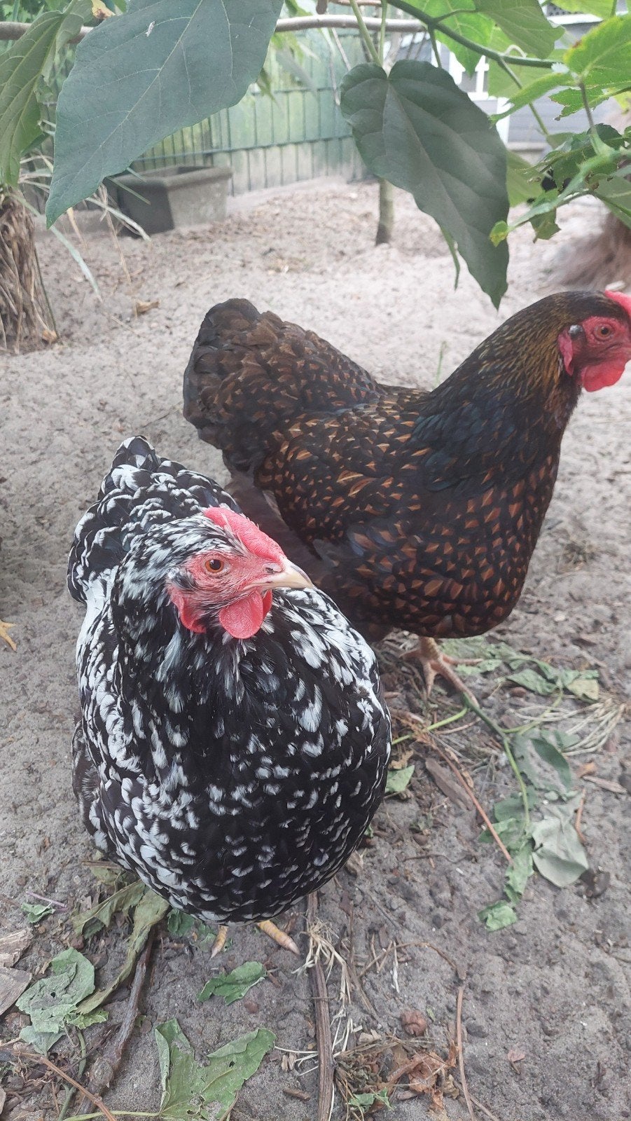 Leuk setje kippen te koop, 2 hennen leggen al goed, Dieren en Toebehoren, Vrouwelijk, Kip