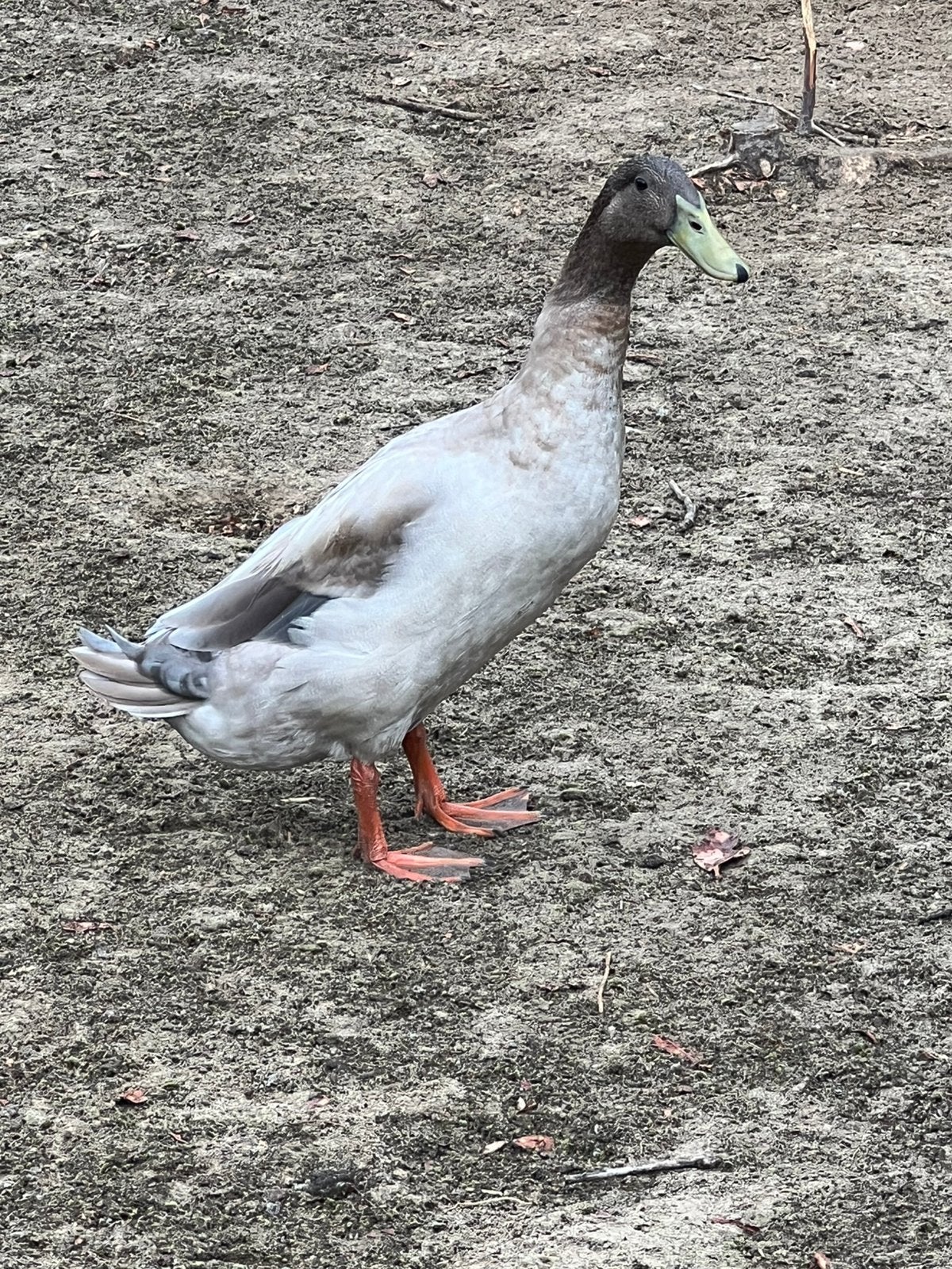 Loopeenden 5 euro stuk, Dieren en Toebehoren, Mannelijk, Eend