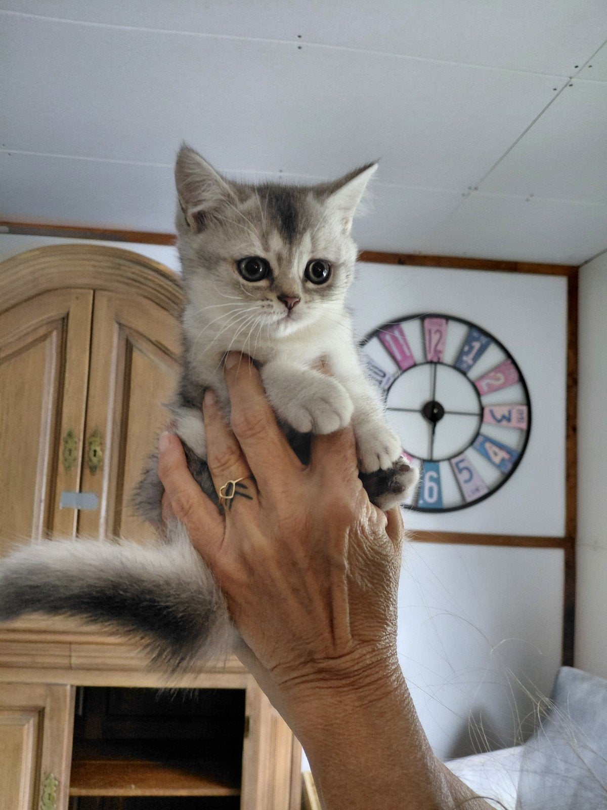 Foto 6 van britse korthaar kittens nog 1poesje beschikbaar
