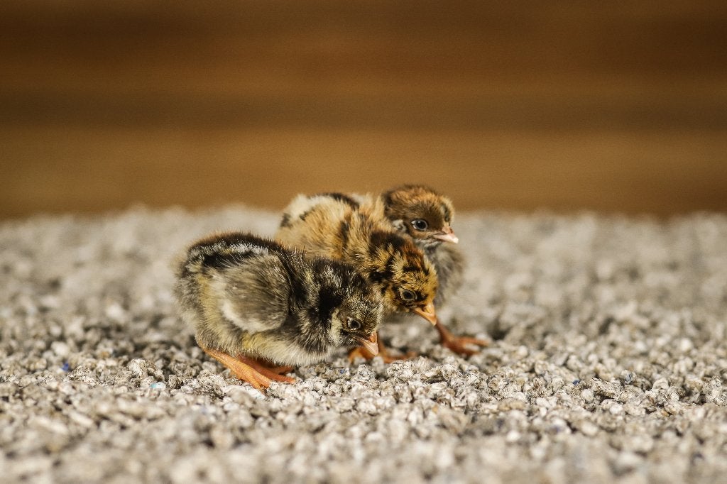 Barnevelder kriel kippenkuikens | Gesekst en Ingeënt, Vrouwelijk, Kip