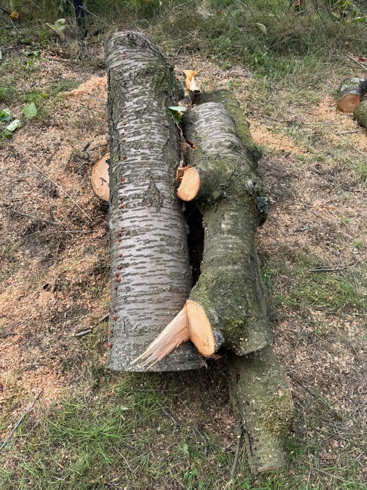 Kersenhout boomstammen – mooi voor houtdraaien / schalen, Tuin en Terras, Minder dan 3 m³, Ophalen
