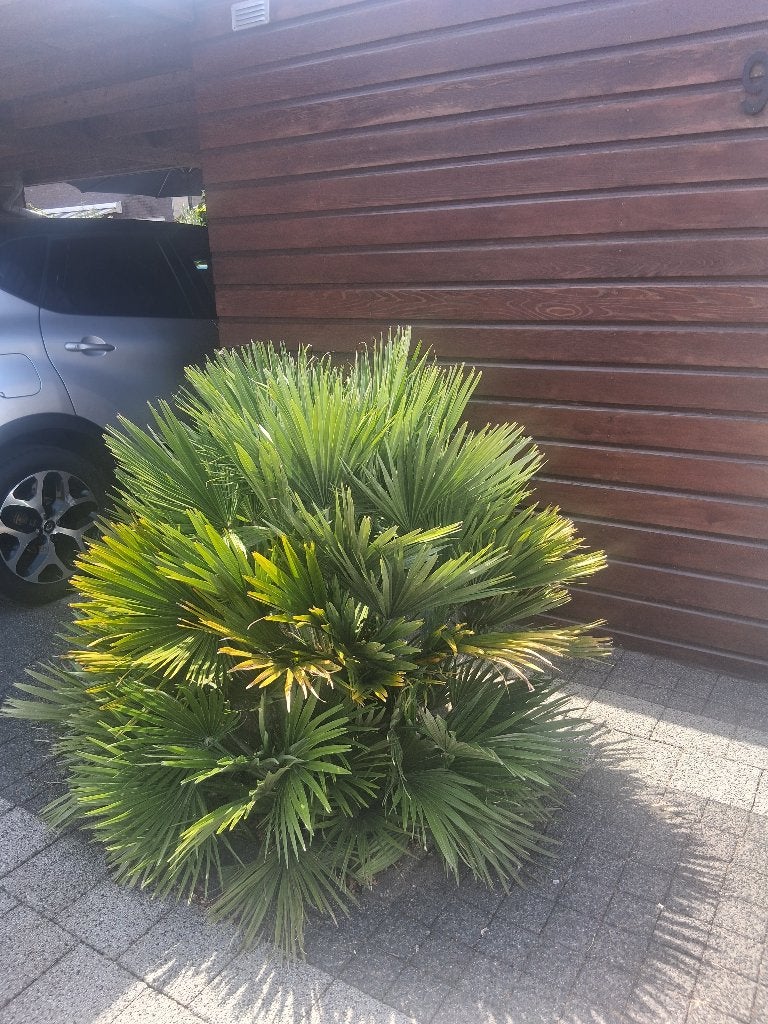 Waaier palm, Tuin en Terras, Volle zon, Vaste plant, Zomer, Ophalen