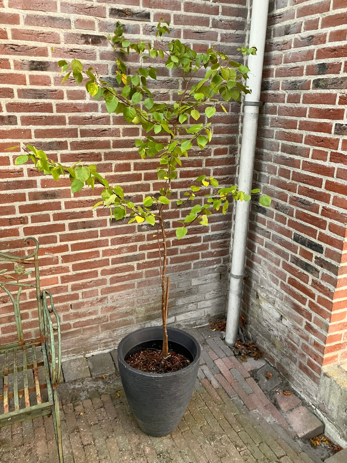 Boom 175 cm hoog, Ophalen, Volle zon, Overige soorten