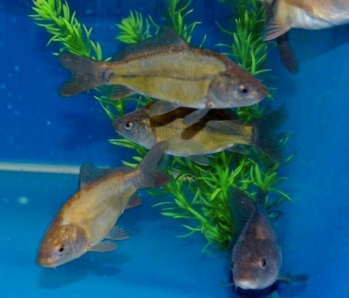 Steur. winde, graskarpers zeelt, shubinkin, spiegelkarper., Dieren en Toebehoren, Overige soorten