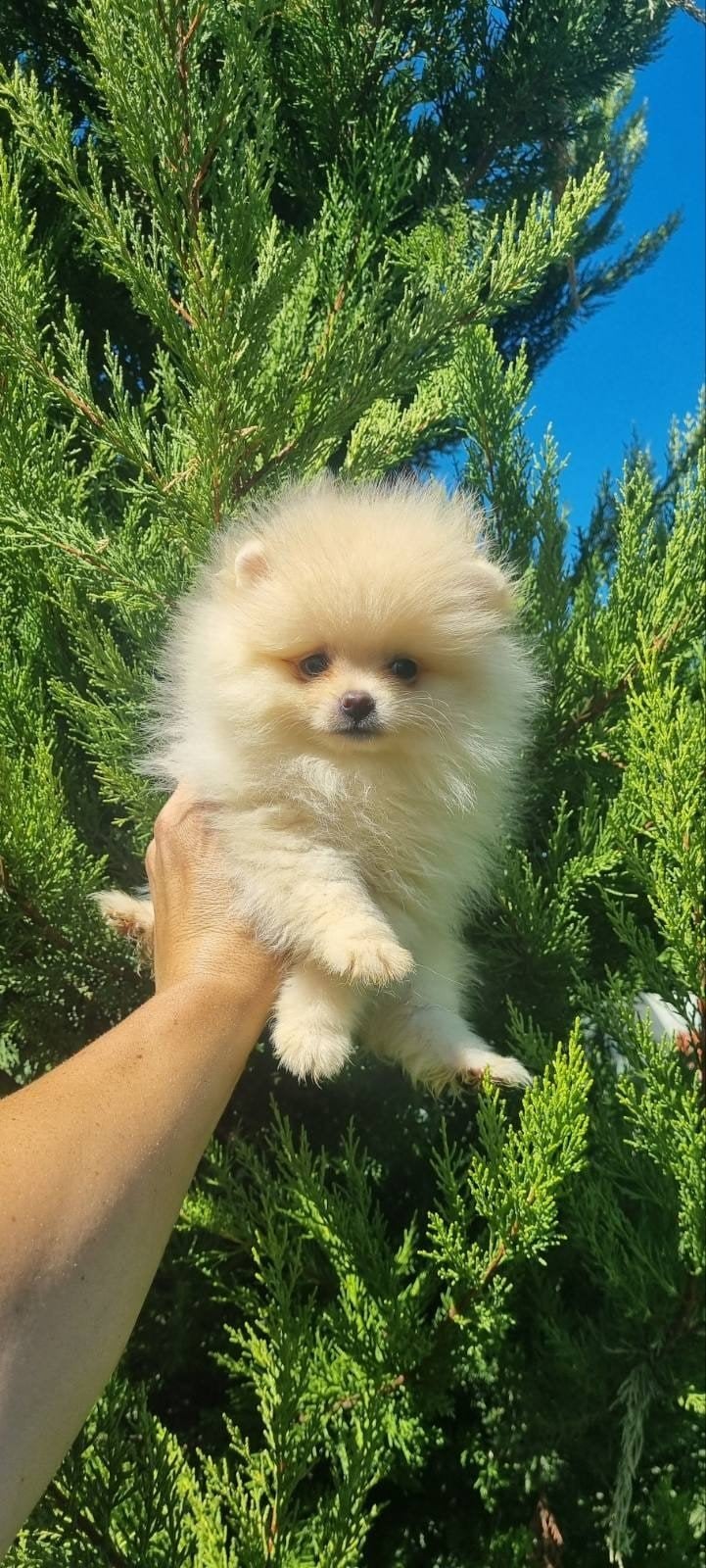 Pomeriaan pups, Particulier, Overige rassen, 8 tot 15 weken, Buitenland