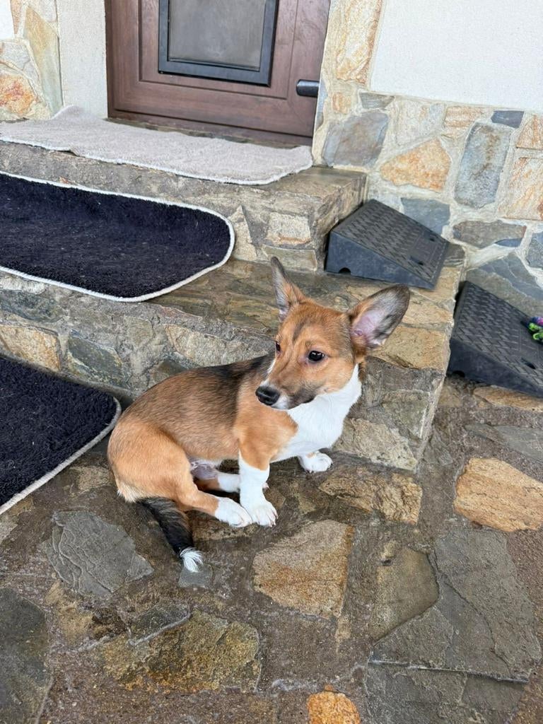 Puppys 4-5 maanden adoptie herplaatser, Dieren en Toebehoren, Honden | Niet-rashonden, Particulier, 15 weken tot 1 jaar, Buitenland