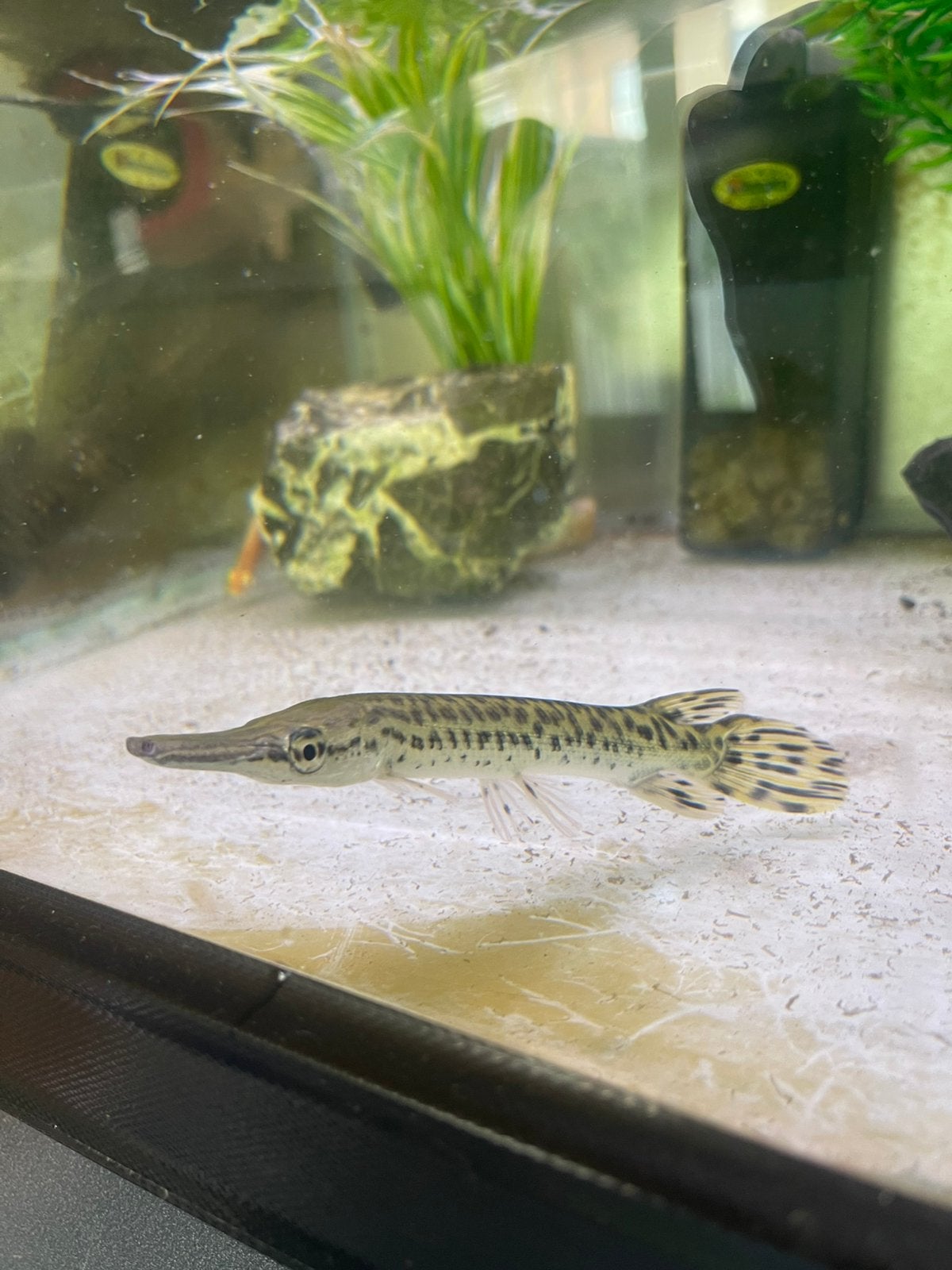 Alligator Gar, Dieren en Toebehoren, Vissen | Aquariumvissen, Vis, Zoetwatervis