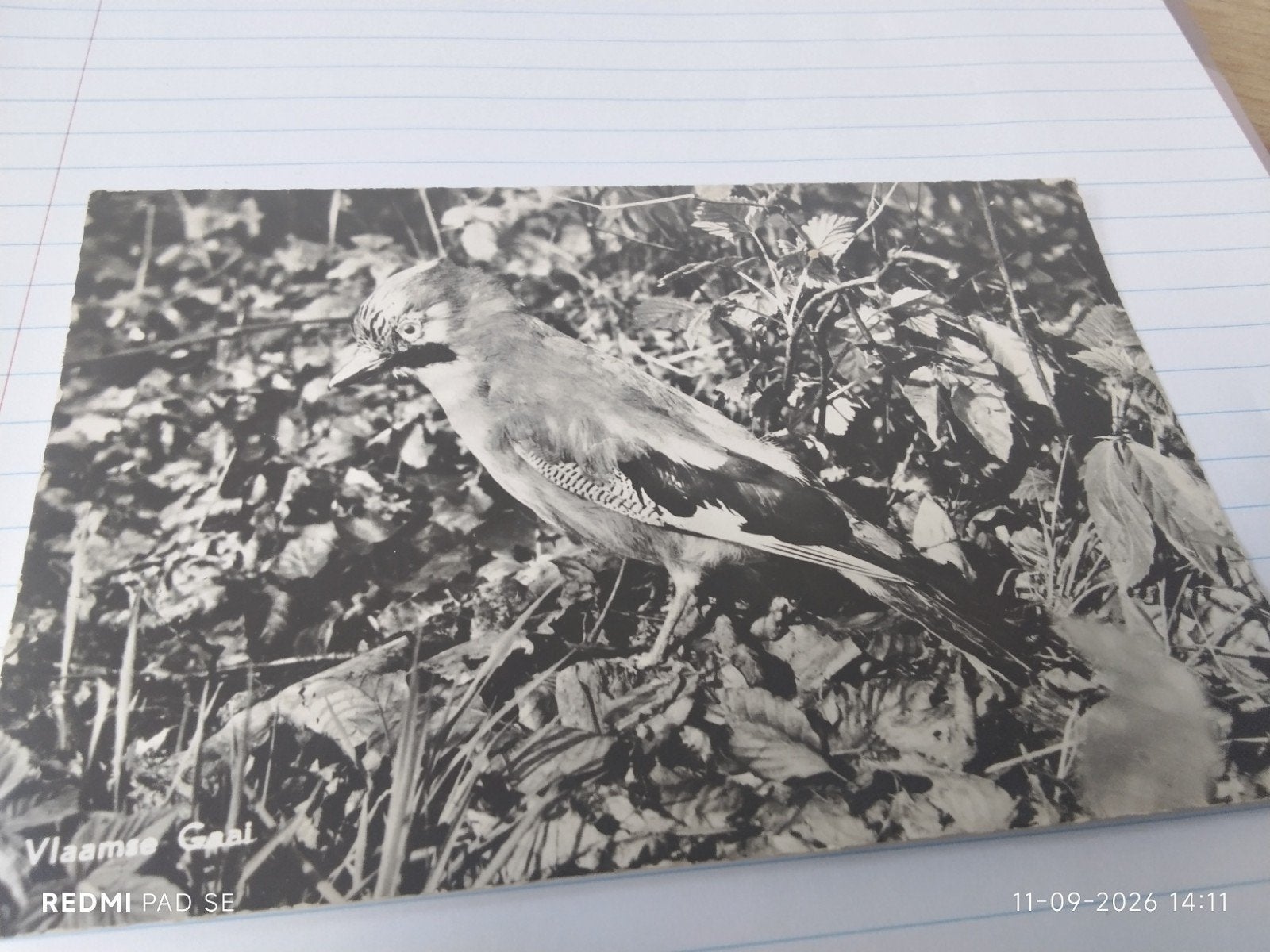 Fotoansicht Vlaamse Gaai - Copyright Jac. Drenth, Den Haag, Ophalen of Verzenden, 1940 tot 1960, Ongelopen, Vogel