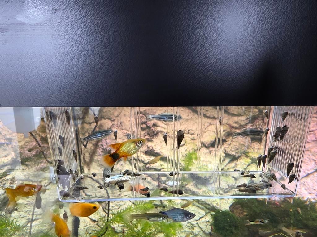 Toren slakken, Dieren en Toebehoren, Vissen | Aquariumvissen, Slak of Weekdier, Zoetwatervis