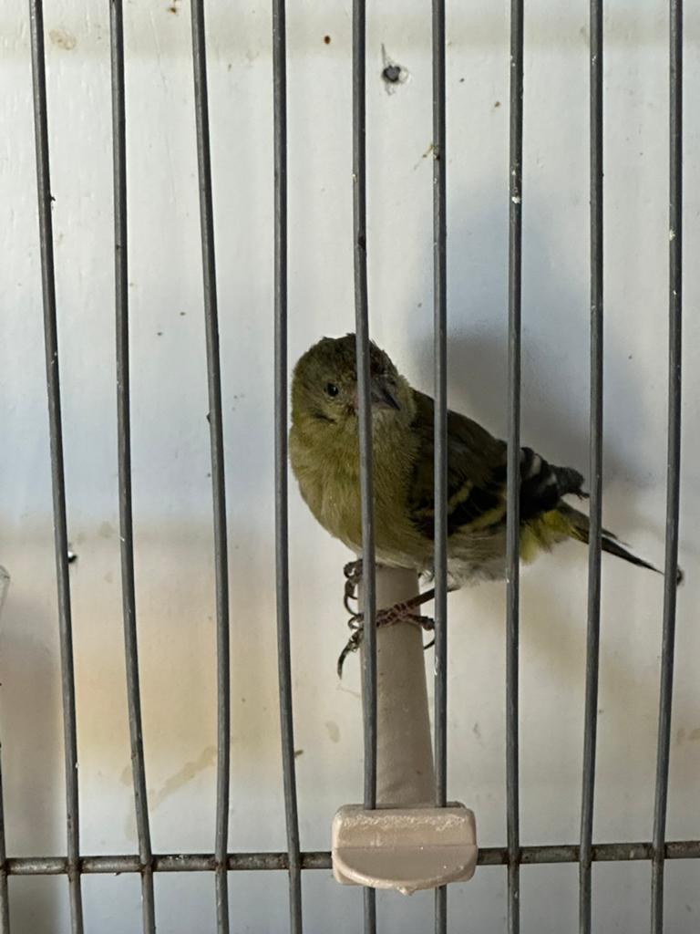 Te koop zwartkopsijs pop, Dieren en Toebehoren, Vogels | Overige Vogels, Vrouwelijk