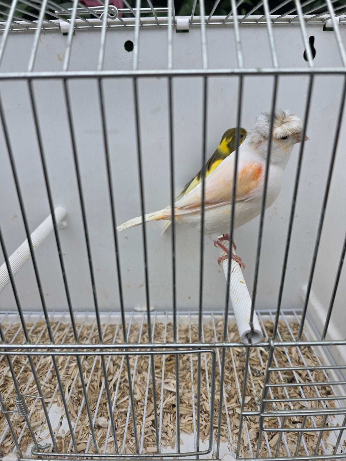 Kanaries koppel, Dieren en Toebehoren, Meerdere dieren, Kleurkanarie