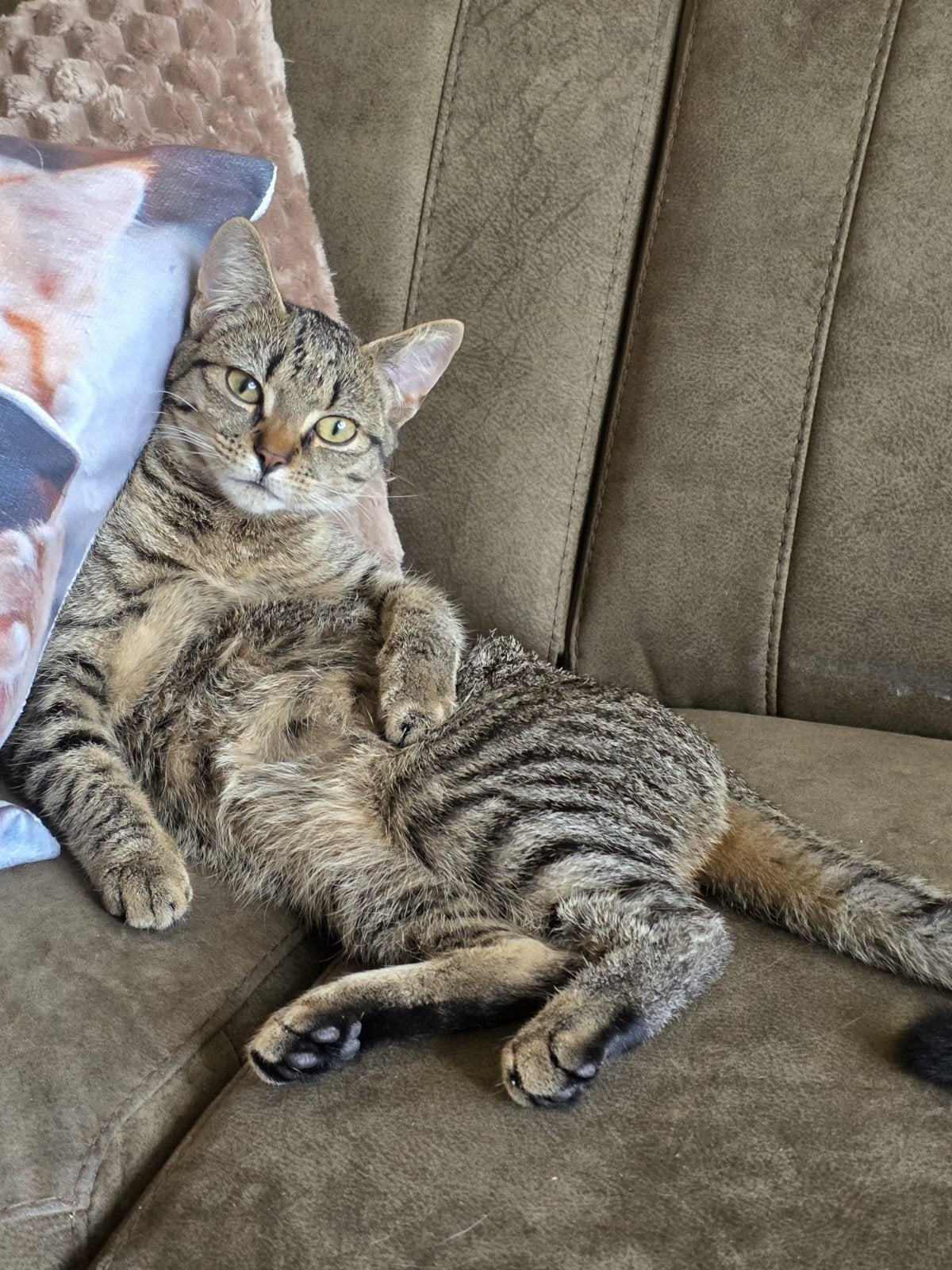 Mila zoekt een nieuw huisje, Poes, 0 tot 2 jaar