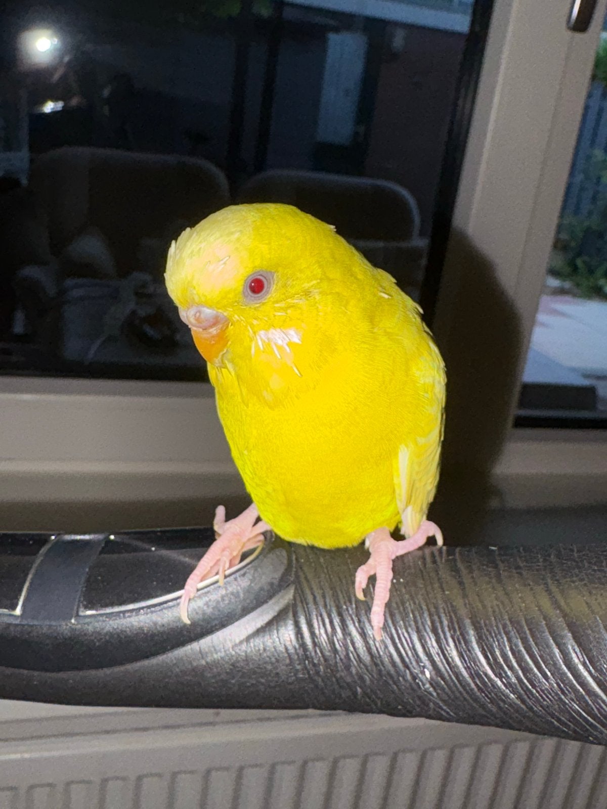 Gele vogel, Dieren en Toebehoren, Geslacht onbekend, Parkiet, Tam