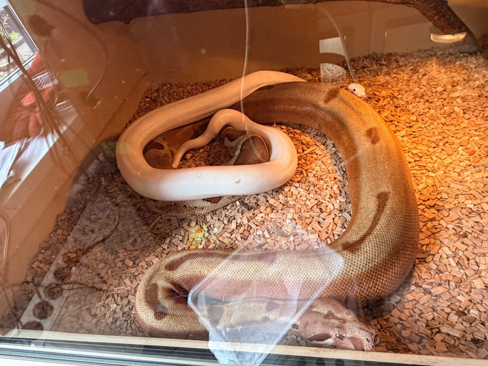 Boa constrictor superfire’s Boa Constrictor photo 3
