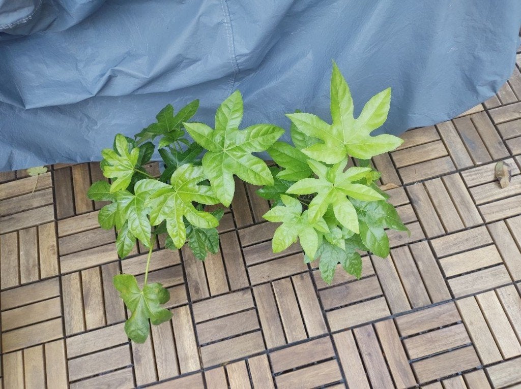 Fatsia japonica Vingerplant - home /garden plant, Tuin en Terras, Planten | Tuinplanten, Vaste plant, Bloeit niet, Halfschaduw
