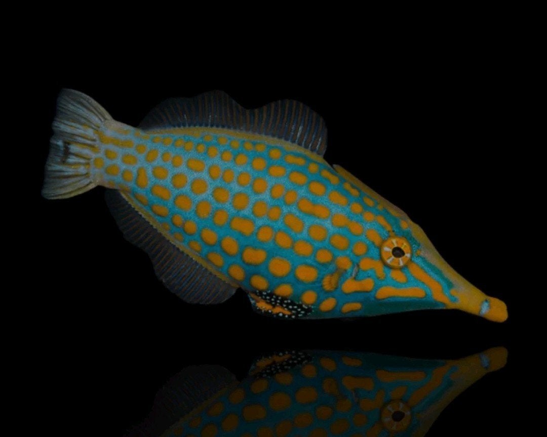 Oxymonacanthus Longirostris vijlvis, Dieren en Toebehoren, Vissen | Aquariumvissen, Vis, Zoutwatervis