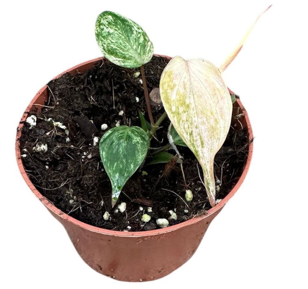Philodendron Micans Marble Variegata | P 10.5 | 15 CM Hoog, Overige soorten, In pot, Minder dan 100 cm, Groene kamerplant