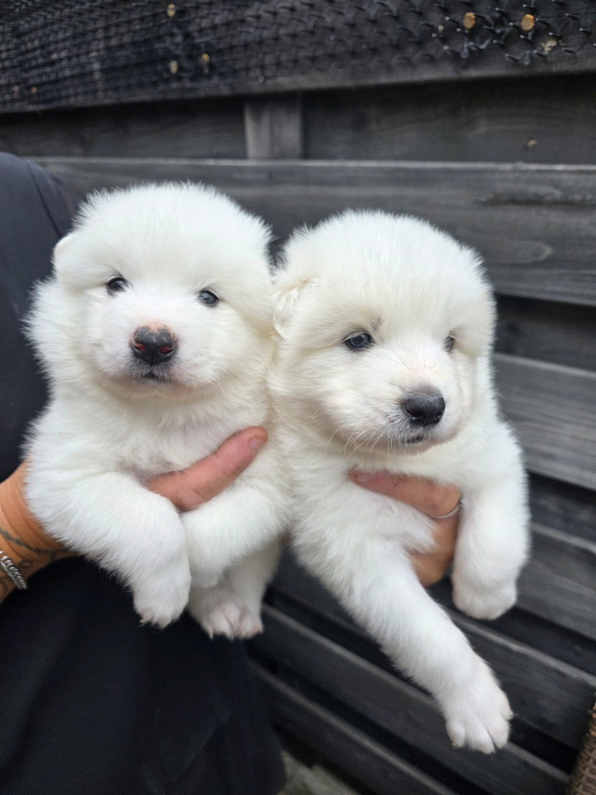 pups samojeed x nog 1 teefje beschibaar, 8 tot 15 weken, Poolhond, Meerdere, Meerdere dieren