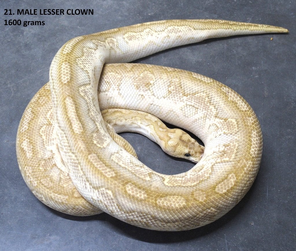 Koningspythons halwas en volwassen kweekdieren deel 1 Ball Python photo 21