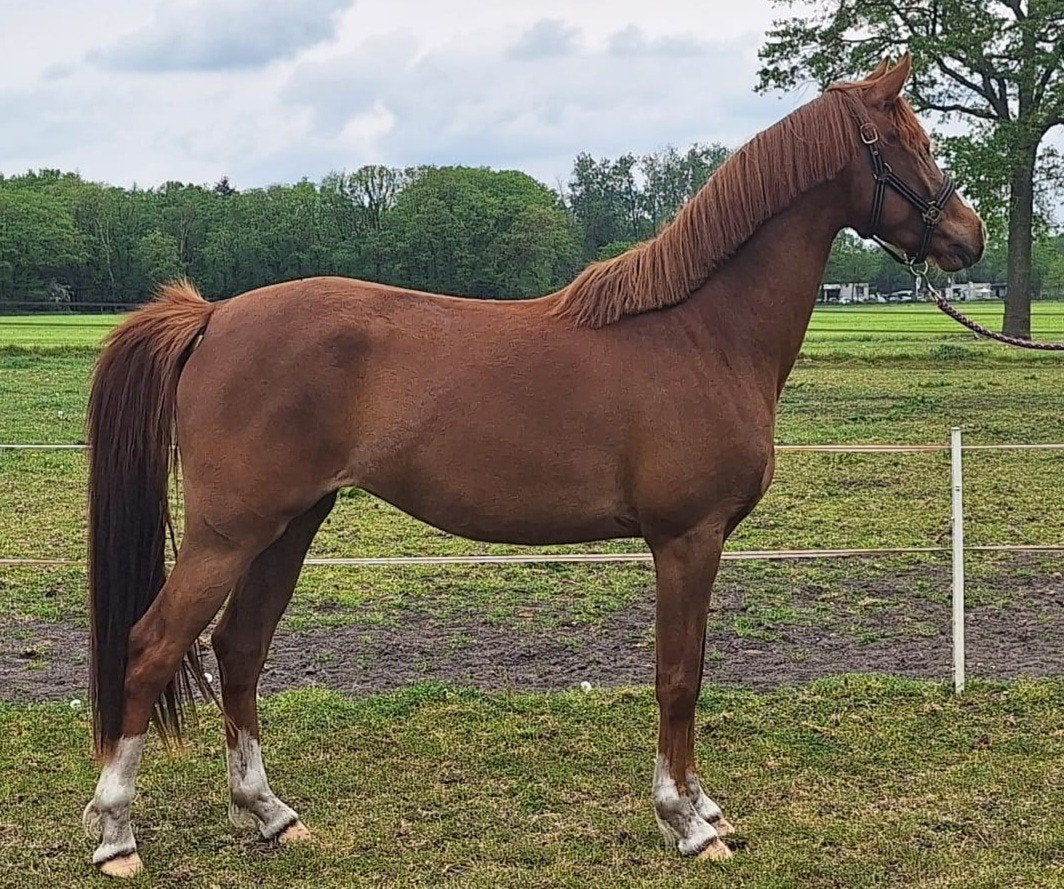 3 jarige super bewegende D pony vos Stermerrie, Merrie, Met stamboom, Dressuurpony, 3 tot 6 jaar