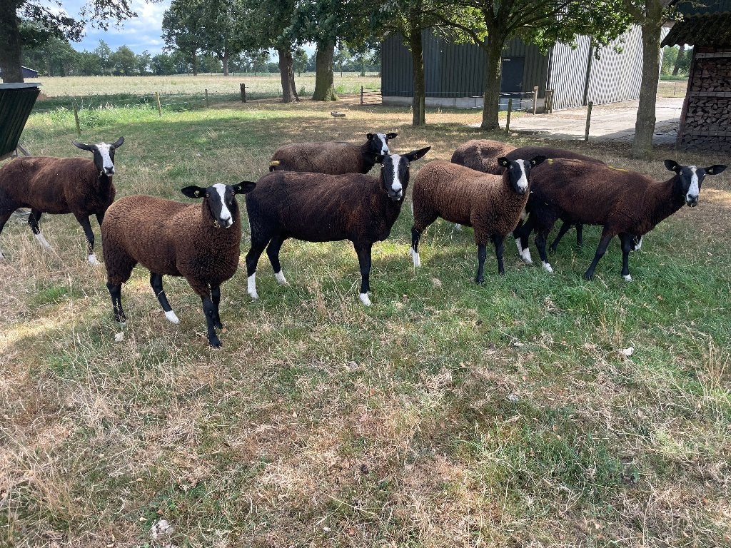 Zwartblesschapen, Vrouwelijk, Schaap