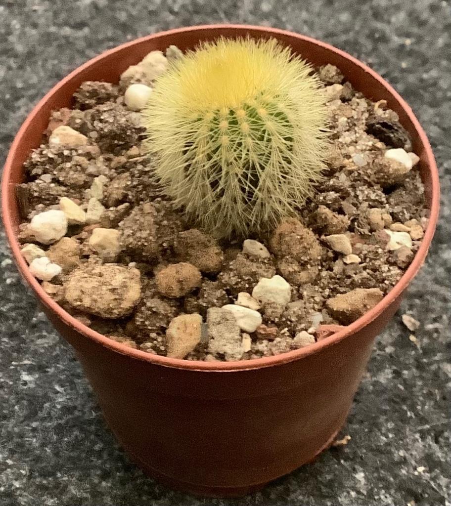 Cactus, Uebelmannia, Ophalen, Cactus, Volle zon, Minder dan 100 cm