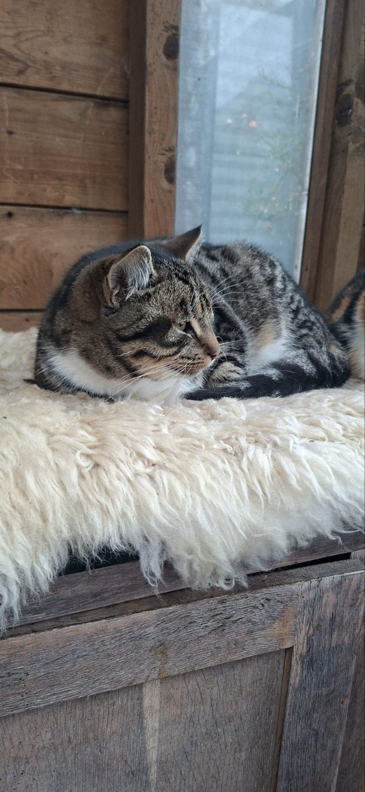 lieve kater van 1.5 jaar, Dieren en Toebehoren, Kater