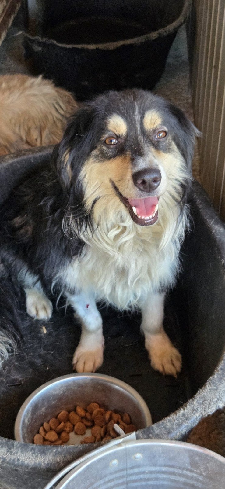 Senn zoekt een baasje, Dieren en Toebehoren, 1 tot 2 jaar, Buitenland, Parvo, Eén hond