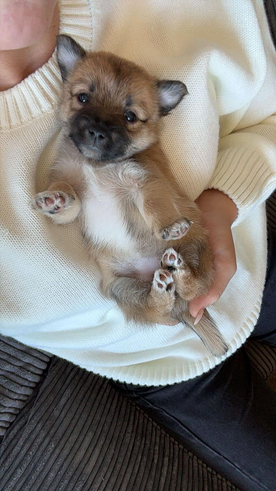 Klein blijvende mix Pomeriaan & Langharige Jackrussel., Overige rassen, Meerdere, Meerdere dieren, Nederland