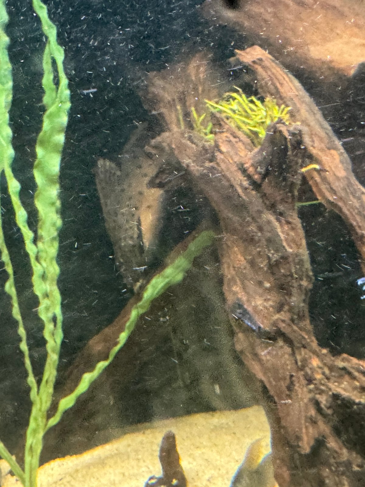 2x mooie grote synodontis, Vis
