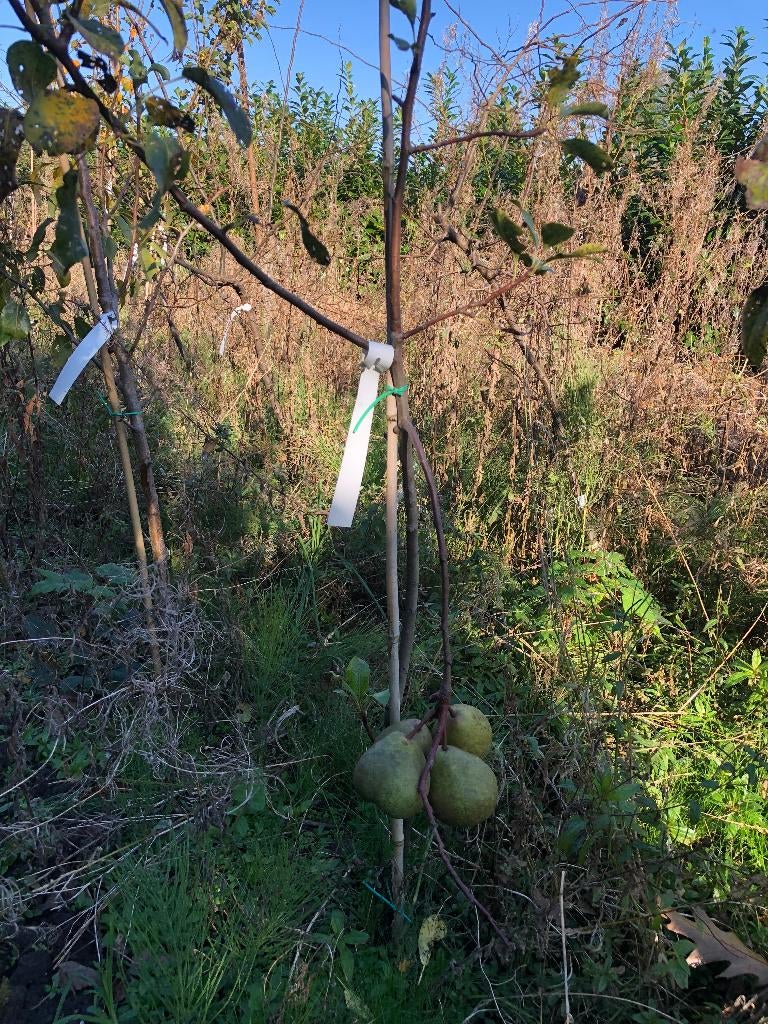 Fruitbomen te koop, Ophalen, Appelboom, Lente