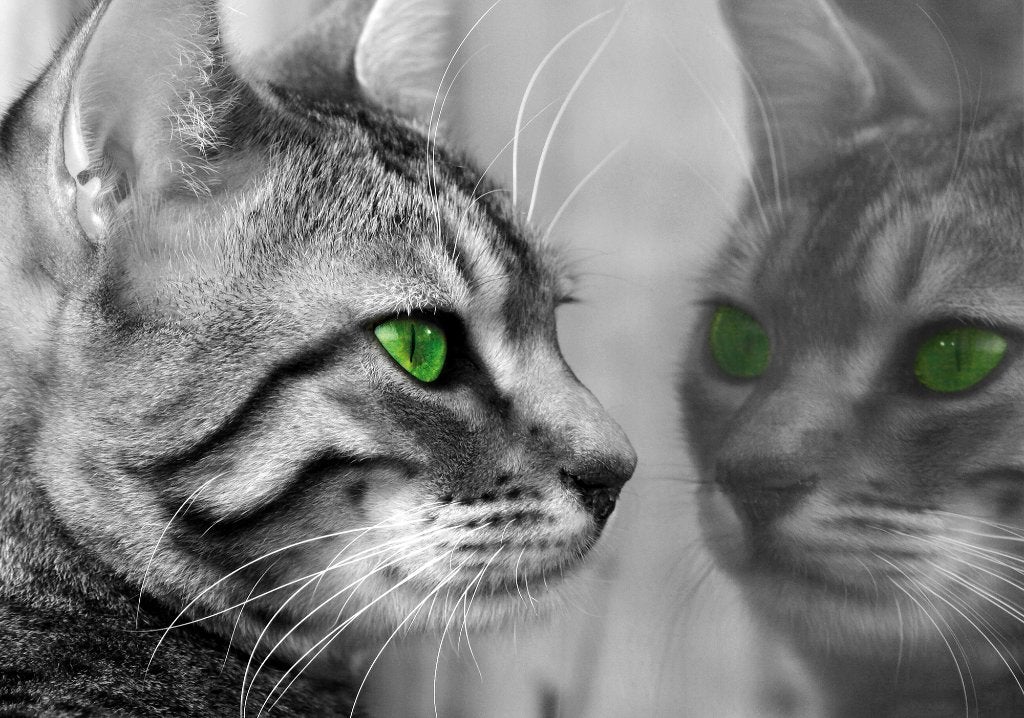 Fotobehang Kat met groene ogen, Poes, poezen vlies behang, Verzenden, Nieuw