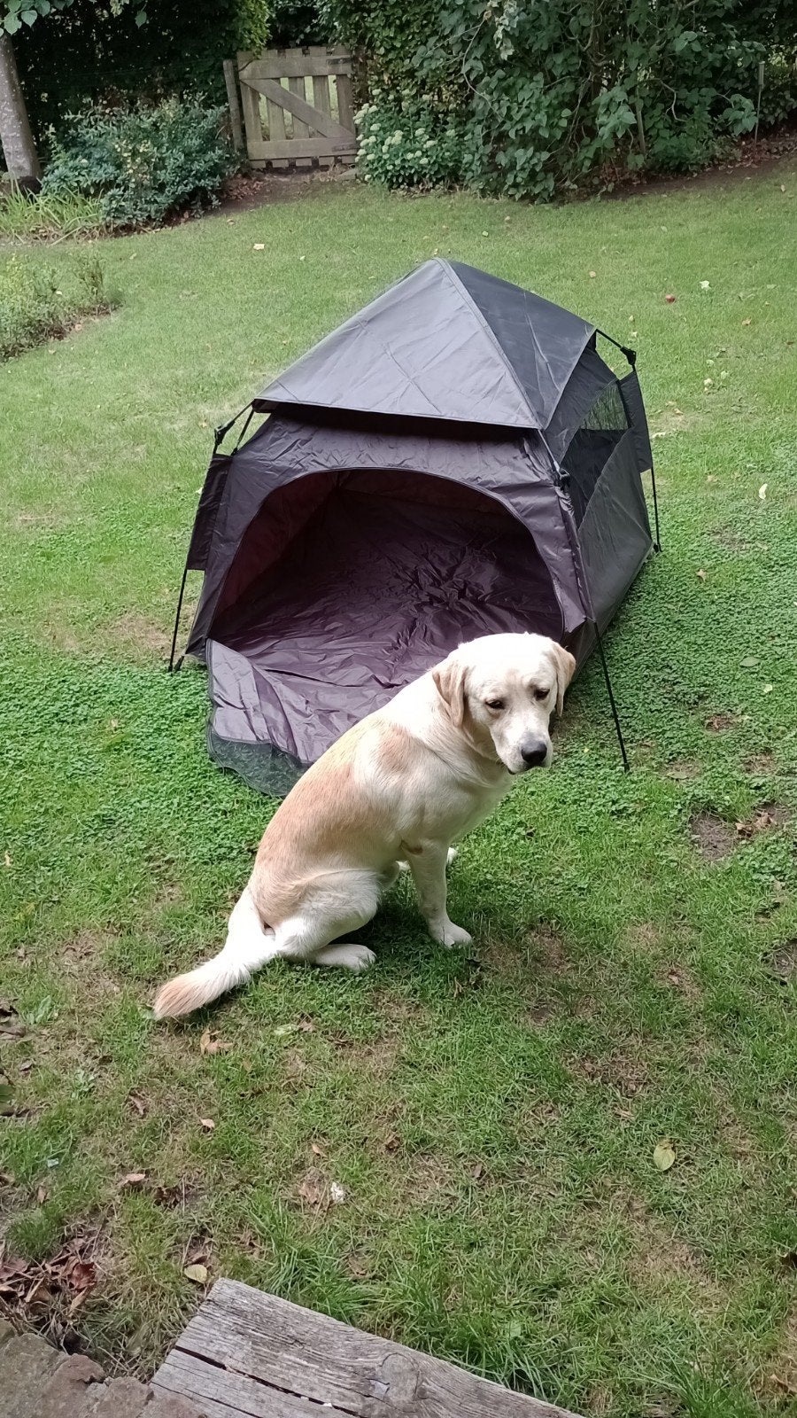 honden iglo tent, Dieren en Toebehoren, Ophalen, Nieuw