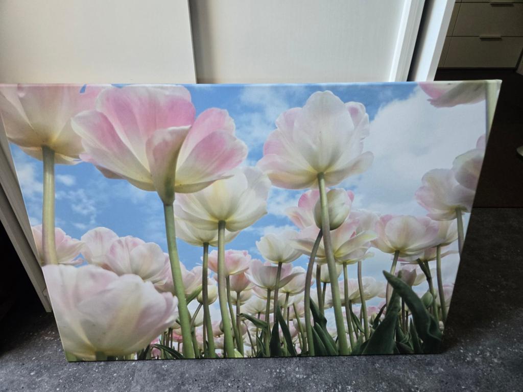 Schilderij tulpen veld 100x70 cm ,igs, Ophalen of Verzenden