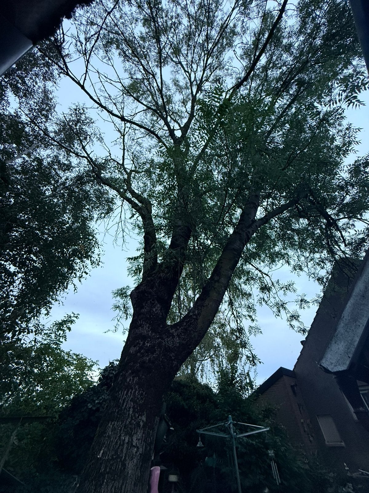 Gratis haardhout / brandhout kettingzaag