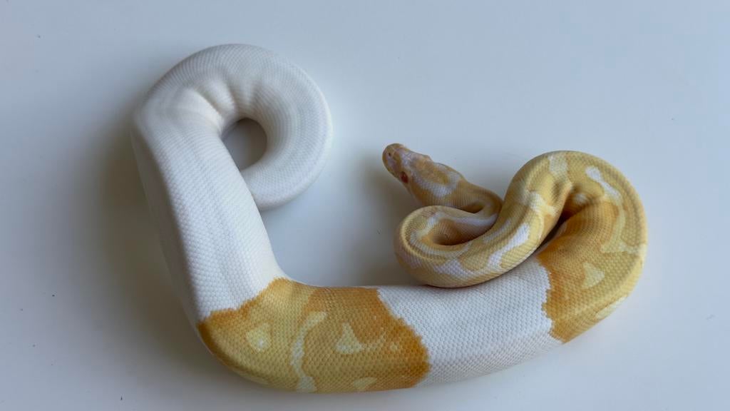 Albino pied (piebald) vrouw 2025 ball python Ball Python - female for sale from Morphisticated Ball Pythons
