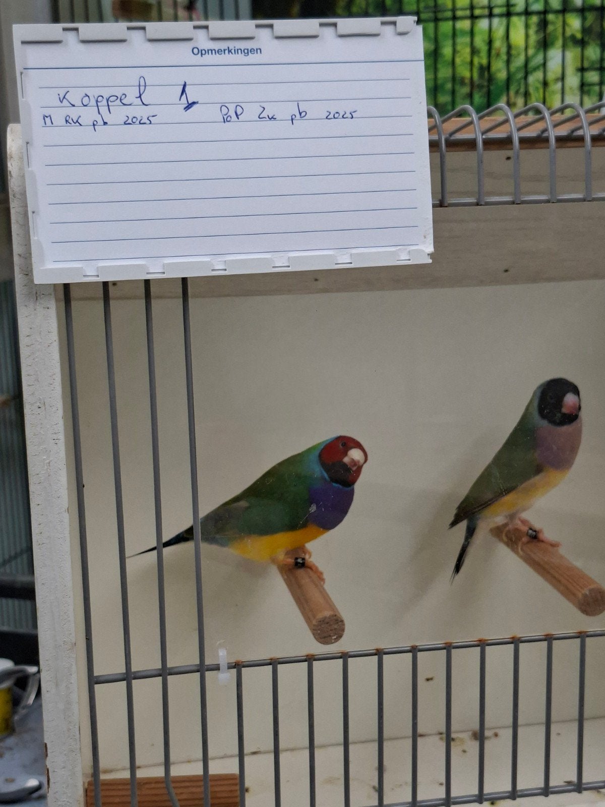 gouldamadine koppels, Meerdere dieren, Tropenvogel, Geringd